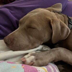 Grace Victoria Cox Instagram - 💓update - Zara is adopted!!!💓The cuddliest, CUTEST, number one baby EVER, ✨Zara✨, is available for adoption through @wagsandwalks and if you’re looking for a new bff she’s your girl!!! She is the MOST loving dog I’ve ever met 💗❤️💓💖 (and I’ve met a lot of dogs!!!) Zara is an 8 month old Weimaraner/pit mix. Her adopter will be the luckiest person ever! 🌸