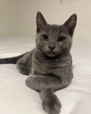 Grace Victoria Cox Instagram - *UPDATE: I ADOPTED THEM LOL*, Alice and Greta, are adoptable!!! These girls are the BEST cats on earth; no really- they are perfect❤️ To say I am obsessed with them would be a total understatement 🥹💕⭐️ Alice and Greta are the sweetest and most angelic kitties. More than anything, all that these girls want is to curl up in your lap and give you lots of hugs and kisses (yes, kisses!! They’ve learned a lot from my dog!!). We rescued Alice, Greta, and their brother from a city shelter 4 months ago when they were 10 days old— they were scheduled to be euthanized that same day!! 💔 (a lil side note: shelters do NOT want to euthanize animals, which is exactly why they ask rescues for help!!) As soon as I saw these kitties I knew that we had to save them (I want to save EVERYTHING lol- a mindset that I def absorbed from my rescue mentor @eerieofthecats !!) We found out during intake that these 3 were COVERED in ringworm (@wwhulk2 saw it immediately but ofc I didn’t want to believe him 🥲) The boy kitten didn’t end up making it. He was just too sick. He passed away a week later, but he knew LOTS of love in that time❤️ I knew that I would do anything I could to make sure that Alice and Greta pulled through…. And they did!!! 4 months later, Alice and Greta are HEALTHY, happy, AMAZING kittens that are SO ready for a forever home ❤️ They are the world’s MOST loving cats. Their adopter will be so unbelievably lucky to have them 🥳💕😻 The reason why I’m sharing this whole big thing is just to say… Alice and Greta’s story isn’t unique. Everything that these girls faced is super standard for orphaned kittens; ending up on the euthanasia list at a shelter, almost dying from being so sick… this is the story of almost every cat you’ll meet at a shelter or rescue! And they all deserve to be saved!! And deserve to find loving, forever homes ❤️❤️❤️ If you’d like to support this type of lifesaving work, the BEST thing that you can do is ALWAYS adopt your animals (never shop!), foster animals, support groups that advocate for animal welfare, and volunteer with your local animal shelters and rescues ❤️💕  and PLEASE let me know if you’d like to adopt Alice and Greta!!!!! 💕💕💕