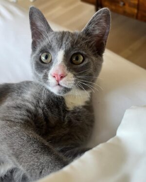 Grace Victoria Cox Instagram - *UPDATE: I ADOPTED THEM LOL*, Alice and Greta, are adoptable!!! These girls are the BEST cats on earth; no really- they are perfect❤️ To say I am obsessed with them would be a total understatement 🥹💕⭐️ Alice and Greta are the sweetest and most angelic kitties. More than anything, all that these girls want is to curl up in your lap and give you lots of hugs and kisses (yes, kisses!! They’ve learned a lot from my dog!!). We rescued Alice, Greta, and their brother from a city shelter 4 months ago when they were 10 days old— they were scheduled to be euthanized that same day!! 💔 (a lil side note: shelters do NOT want to euthanize animals, which is exactly why they ask rescues for help!!) As soon as I saw these kitties I knew that we had to save them (I want to save EVERYTHING lol- a mindset that I def absorbed from my rescue mentor @eerieofthecats !!) We found out during intake that these 3 were COVERED in ringworm (@wwhulk2 saw it immediately but ofc I didn’t want to believe him 🥲) The boy kitten didn’t end up making it. He was just too sick. He passed away a week later, but he knew LOTS of love in that time❤️ I knew that I would do anything I could to make sure that Alice and Greta pulled through…. And they did!!! 4 months later, Alice and Greta are HEALTHY, happy, AMAZING kittens that are SO ready for a forever home ❤️ They are the world’s MOST loving cats. Their adopter will be so unbelievably lucky to have them 🥳💕😻 The reason why I’m sharing this whole big thing is just to say… Alice and Greta’s story isn’t unique. Everything that these girls faced is super standard for orphaned kittens; ending up on the euthanasia list at a shelter, almost dying from being so sick… this is the story of almost every cat you’ll meet at a shelter or rescue! And they all deserve to be saved!! And deserve to find loving, forever homes ❤️❤️❤️ If you’d like to support this type of lifesaving work, the BEST thing that you can do is ALWAYS adopt your animals (never shop!), foster animals, support groups that advocate for animal welfare, and volunteer with your local animal shelters and rescues ❤️💕  and PLEASE let me know if you’d like to adopt Alice and Greta!!!!! 💕💕💕