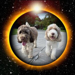 Gretchen Whitmer Instagram - Total eclipse of my heart 🐶