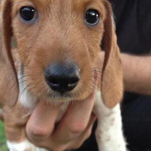 Grey DeLisle Instagram - We had to say goodbye to our little old man, Schneider, last night. We are heartbroken and already miss his crunchy beard kisses and the sound of his nails click-clacking across the floor. 💔 #dachshundsofinstagram #piebald #doxie #doxielove #wirehairdachshund #dachshund #doxiepuppy #weinerdog #weinerdogsofinstagram