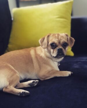 Gülhan Tekin Instagram - Evlat 💕🐶 #vera #verasu #satınalmasahiplen