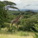 Hélène Boudreau Instagram - safari trip with @asanjaafrica 🥹🐘🦒 best week and all of this thanks to @chanel_miaww you can book with her to live the same experience i had.