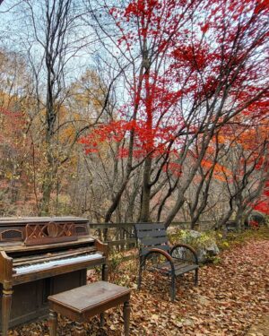 Ha Jae-sook Instagram - 어느날🍂🍁#급만남은늘짜릿하고아쉽다#고성댁
#휘게포레스트#민둥산