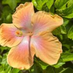 Hana Hayes Instagram - (Second) to last Cancun dump 🌺