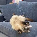 Hana Hayes Instagram - Serotonin boost for finals week
