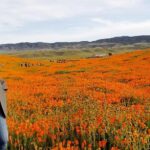 Hana Mae Lee Instagram - Gorgeous super bloom. 🥰