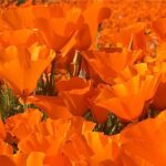 Hana Mae Lee Instagram - Gorgeous super bloom. 🥰