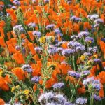 Hana Mae Lee Instagram - Gorgeous super bloom. 🥰