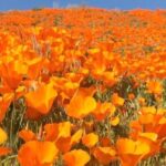 Hana Mae Lee Instagram - Gorgeous super bloom. 🥰