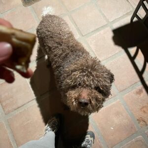 Hanako Greensmith Instagram - My sweet, wonderful boy. I hope it didn’t hurt as much to leave us as it hurts to know you’re gone. I love you always and forever.