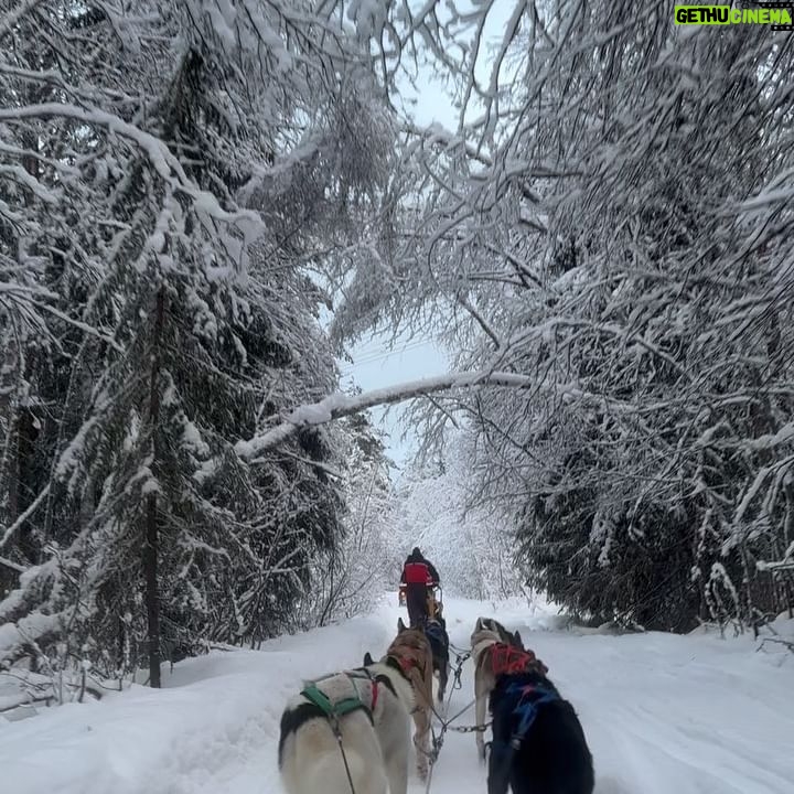 Hande Subaşı Instagram - Son 😄🤘🏼❄️🤍 #finland #huskyride