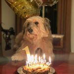 Hande Subaşı Instagram – Happy 10th Birthday to My Boy 🤍🐶🎂 
#myboy #glenofimaalterrier #doglovers #birthday #march18th