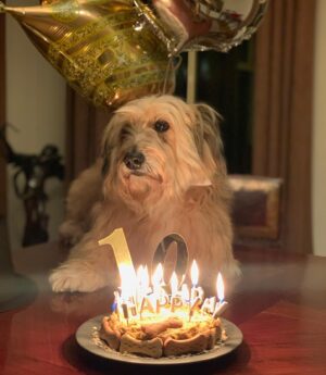 Hande Subaşı Instagram - Happy 10th Birthday to My Boy 🤍🐶🎂 
#myboy #glenofimaalterrier #doglovers #birthday #march18th