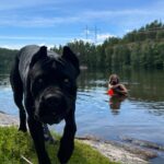 Hanna Hellquist Instagram - Hot girl/black dog summer. @evaelinak