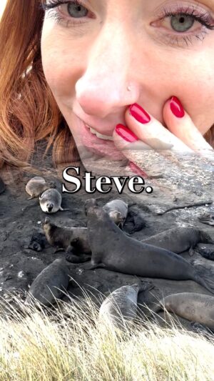 Hannah Fry Instagram - So Groot was actually based on a real life boy elephant seal, huh. 

#nature #seal #fact #science #funny #boys #hannahfry