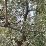 Hare Sürel Instagram - sarıp sarmalamak 🌳🌲🌴