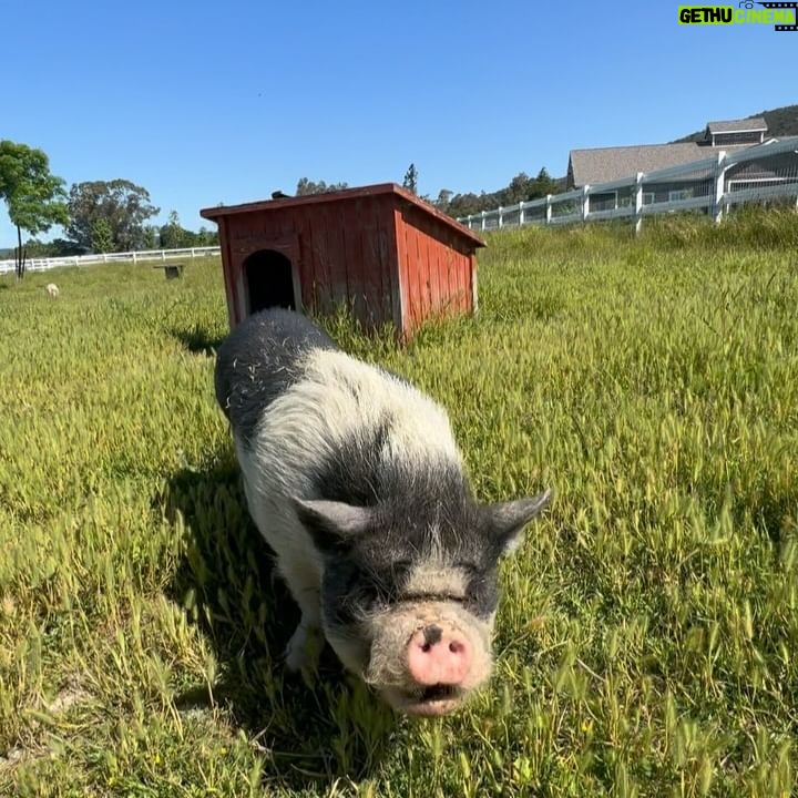 Harley Quinn Smith Instagram - Sonoma ❤️‍🔥🍷🕊️🐷🦩 part one of a dreamy vegan vacation 🎀