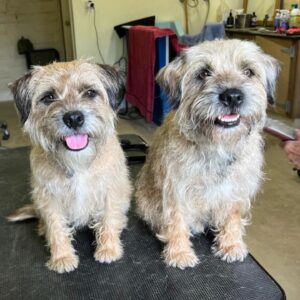 Harriet Dyer Instagram - To celebrate the release of Colin From Accounts in the UK on BBC and on @bbciplayer today, let’s hear it for the boy(s) himself. 
Zac and Buster, the incredible little dudes who played the titular role of Colin. 
Stars need their rest though so sometimes we had to use a stand in and if you look closely, sometimes that stand in is a towel named Terry wrapped up in a belt. 
Special shout out to Kirstin Feddersen from Kirsko Film Animals for her training and expertise. 
They say not to work with children or animals, well, Zac and Buster were the most professional actors on our set. Only issue is they set a precedent for needing turkey jerky after every take when they did a good job and nek minit patty was requesting the same. Embarrassing. 
Hooray for BBC! Tonight 10pm BBC2 for the first episode or all episodes dropped on @bbciplayer 
🇬🇧🇬🇧🇬🇧🇬🇧🇬🇧🇬🇧🇬🇧🇬🇧🇬🇧🇬🇧