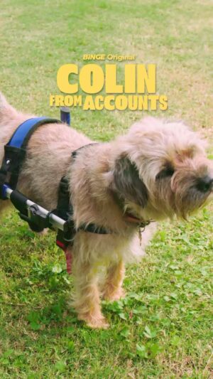 Harriet Dyer Instagram - Let’s go get our dog back.

Season 2 of #ColinFromAccounts premieres May 30 on #BINGE.

#ISawItOnBINGE
