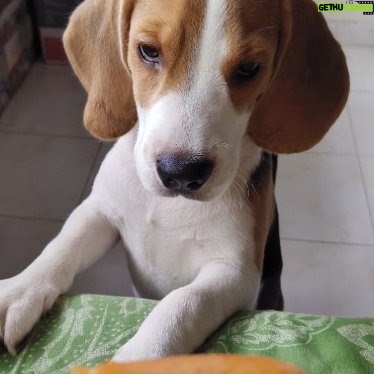 Harshita Ojha Instagram - Always hungry #dogoftheday #puppiesofinstagram #beagle #harshitaojha