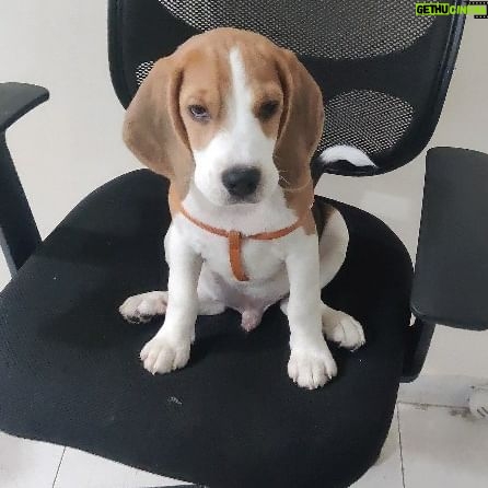 Harshita Ojha Instagram - 🧿❤️ #beagle #dogsofinstagram #puppiesofinstagram #highfive