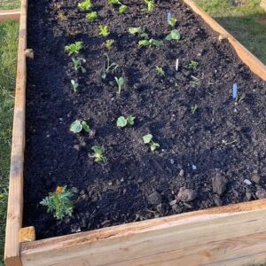 Heather Thomson Instagram - How does your garden grow?

An herb garden on your window sill or a bigger undertaking… just some reminders of the health benefits of gardening! 

—Gardening can build self-esteem! 

…It always feels good to accomplish new tasks, and after tilling, planting, nurturing and harvesting plants, what can’t you do? 

—Gardening is good for your heart!

…All that digging, planting and weeding burns calories and strengthens your heart.

—Gardening can make you happy!

…Getting dirt under your nails while digging in the ground feels good! Healthy bacteria that lives in soil, can increase levels of serotonin and reduce anxiety. 

—Growing your own food helps you eat healthier!

…If you have a vegetable or herb or fruit garden, you’re getting antioxidant, phytonutrient, fresh produce that’s as farm-to-table as it gets! 

—Gardening reduces stress & feelings of depression.

…Gardening gives you a chance to focus on something and put your mind to work with a goal and a task —to see things growing and things thriving!

—Gardening can give you a boost of vitamin D!

…Exposure to sunlight means vitamin D which increases your calcium levels, which benefits your bones and immune system. 

—Gardening can improve your strength!

…All that digging, planting and pulling does more than produce plants, it will also will increase your strength and stamina. 

—Gardening is good solo or with the whole family!

…The happiness and stress relief that gardening provides is a great thing to give to yourself and share with loved ones. 
 
 💛

.. Not able to get enough fruits and vegetables head to Beyond Fresh.com and check out our organic, plant-based, superfood products to supplement any diet deliciously!

#gardening #gardeninspiration #gardenbenefits #eatmoreplants #fruitsandveggies #beyondfresh #healthandwellbeing #informedwomanmonth