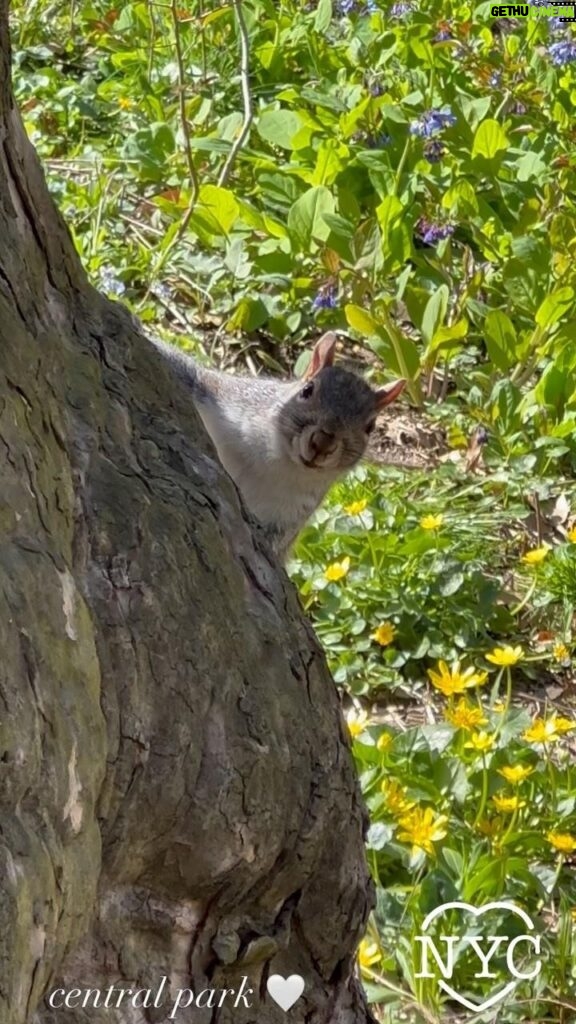 Heather Thomson Instagram - 🤍 walk in the park… Central Park's charming Eastern gray squirrels are the park's most common residents,) deliberately introduced in the 1870s to bring a touch of nature into the bustling city and enhance the park's beauty. These guys are funny and through generations, very used to pedestrians making for resourceful playmates and fun fixtures of our beloved Central Park. #furryfriend #centralpark #nyc #spring #easterngreysquirrel