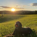 Heather Thomson Instagram - sundown☀️throw down #berkshirehills #dropit #jessedog #sunshine #girlsbestfriend #🎾