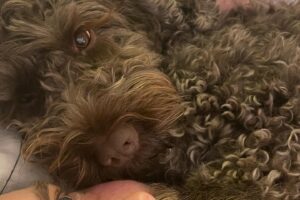 Heida Reed Instagram - Just the goodest girl in the 🌍