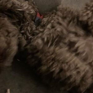 Heida Reed Instagram - Just the goodest girl in the 🌍