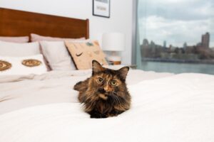 Heidi Gardner Instagram - Thank you @girlsandtheircats for highlighting my sweet kitties. If you love cats as much as me check out the page. It’s super sweet to see so many amazing women and their loved ones. And you can read all their stories on the blog. @briannewills is a really amazing photographer too who captures lots of warm moments. I really appreciate you, BriAnne. Link to the story is in my bio. It’s basically a love story to cats.