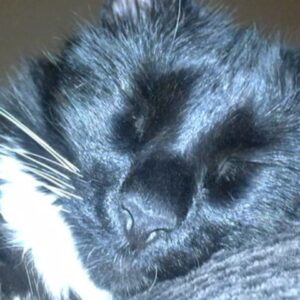Helena Howard Instagram - The 31st of October. A day known for many reasons but it was the day I decided to make your date of birth back in 2013 when you were adopted at just 8 weeks. Natas-Satan backwards-
You were a gift-truly and I knew from that moment we would be best friends. However, life would be cruel, in the end you would be taken too soon in June of 2020 at the young age of 6 years 7months. I would give anything to have you back (but I’m not about to go and do some pet cemetery shit. Fuck outta here haha) so maybe not. I love you so much my love. 
We’ll Meet Again. Don’t know how. Don’t know where. But I know we’ll meet again. Some Sunny Day. 
Merci pour tous les moments merveilleux, je t'aime pour toujours et toujours🙏🖤🌕✨💋