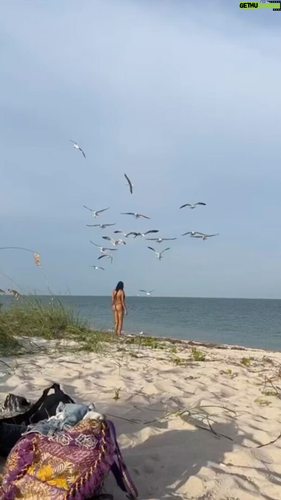 Herizen F. Guardiola Instagram - Had to post the full video so you guys could see how these birds were properly coming for me (don’t eat tuna sandwiches at the beach) 😂😭