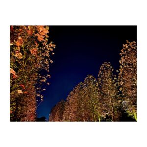 Higuchi Kaede Instagram - 紅葉のライトアップ🍁✨
#NAKED紅葉の新宿御苑2023 に行ってきました！

2023年もお世話になりました☺️🤝
来年もよろしくお願いします！

#紅葉 #紅葉ライトアップ #紅葉スポット
#新宿御苑 #shinjukugyoen