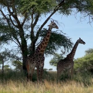 Hinako Umemura Instagram - .
お誕生日にアフリカに来ました🐘🎂
念願のタンザニア🇹🇿のセレンゲティ国立公園🌳
アフリカで感じた感動とピュアな気持ちを
心の中で20%くらいは常にキープして
日々を大切に、東京で暮らしたいです🌏
.
I went to Tanzania on my birthday！
I want to live forever remembering what I felt in Africa🦁
.
.
#serengetinationalpark #tanzania🇹🇿