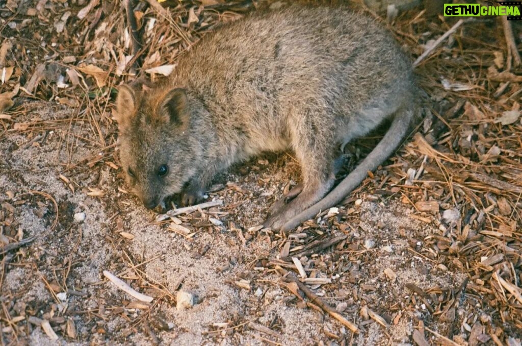 Hiroe Igeta Instagram - 空気感が心地良くて 心身共に癒やされたパース🇦🇺 これにて旅写真終わり☺️ #film