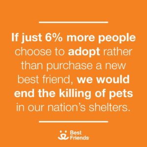 Holly Taylor Instagram - !! its national best friends day !! what better way to celebrate than by bringing a new best friend home from a shelter 🐾 this statistic is so powerful, so be a part of the change by donating to @bestfriendsanimalsociety , adopting, or spreading the word 🧡 donations are being matched today for double the love ! my best friend jimi pictured here, miss him every day 🪽 #BringLoveHome
