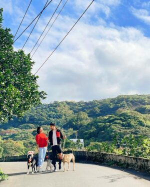 Huang Weiting Instagram - 新年是個給予愛的日子
我們很幸福地與家人跟朋友團聚
但也有人在幫忙照顧好多可愛的角色
能在一年之初，付出愛，是更能讓心靈富足的方法之一🫶🏻
-
佳見與薇渟
獨家與保鑣
來陪浪浪們過新年
加菜、還加愛☺️
-
大家知道我腦公 @_________mv_________ 雖然他已有一個寶貝女兒uni，但他還是對於狗狗有著極大愛心～
而我本人對於浪浪也很想盡量多盡一份心力～
因為我太喜歡貓狗兔子鳥馬豹獅子長頸鹿…（會不會太多？）
所以題外話有什麼浪浪或是公益，若有需要歡迎聯繫J裡。
-
想讓大家知道，狗園女主人，鄭媽媽是用她過去工作攢來的積蓄來照顧這麼多隻浪浪的～
這樣的支撐我無法用言語來形容～
我只覺得很偉大。
所以。希望大家可以伸出手，提供他們需要而你們也樂意的幫助予 #八里鄭媽媽狗園
-
這次過年這樣過
很有意義。
-
也很有幸我可以認識我心目中的王子，雙子座腦公
認識你即將第9年，有你陪著我去做這些事，真的很幸福唷🫶🏻