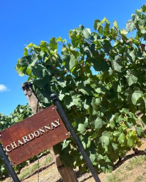 İnci Türkay Instagram - All about wine🍷 #wineriesfranschhoek #wineriesstellenbosch #wineriessouthafrica