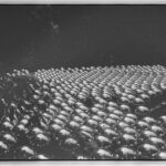 Inde Navarrette Instagram - B&W film by me, my favorite is the installation by Yahoo made in 1929! (last slide explains the meaning 🕊) @crystalbridgesmuseum