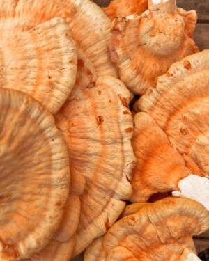 Indy Srinath Instagram - 🍯🍊 Hello, LA mushroom season.
I’ve been finding more chicken of the woods in urban areas than in my previous years of foraging.
Sry in advance for the upcoming mushroom photo spamming.
🙃
.
.
.
,
.
.
.
.
.
.
.
.
.
.
.
.
.
#foragedfood #urbanforaging #chickenofthewoods #fungilover #mushroomhunter #mushroomphotography #mycologymondays