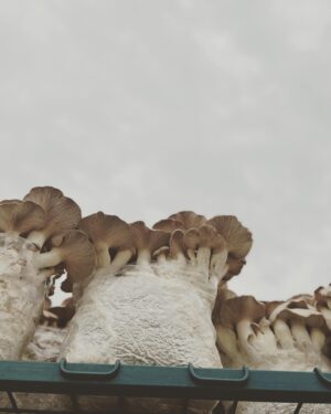 Indy Srinath Instagram - 〰️Fungi Friday ft.
Pleurotus djamor 
Pleurotus ostreatus
Pleurotus eryngii
A v special goat crown 
The amazing reishi art work of @samkshoemaker 
My office shelves turned mushroom fruiting area
And the dogs reunited after a v long time apart (napping in two different rooms)
.
.
.
.
.
.
.
.
.
.
.
.
.

#fungifanatic #mushroomhunting #pleurotusostreatus #pleurotuseryngii #mushroomlover #fungilover #foraging #mushroomcore #fungiofinstagram #fantasticfungi #mushroompicking