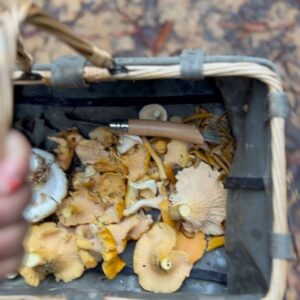 Indy Srinath Instagram - 〰️the macro fungi are unprecedented this year. Thank you rain, thank you forest!
.
.
.
.
#californiamushroomhunters #chanterelle #wildfoodlove #foragingcalifornia #hypomyceslactifluorum #lobstermushroom