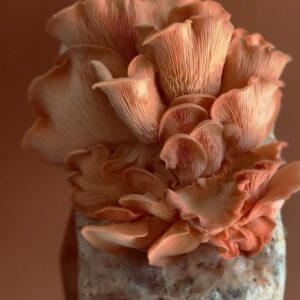 Indy Srinath Instagram - 〰️Fungi Friday ft.
Pleurotus djamor 
Pleurotus ostreatus
Pleurotus eryngii
A v special goat crown 
The amazing reishi art work of @samkshoemaker 
My office shelves turned mushroom fruiting area
And the dogs reunited after a v long time apart (napping in two different rooms)
.
.
.
.
.
.
.
.
.
.
.
.
.

#fungifanatic #mushroomhunting #pleurotusostreatus #pleurotuseryngii #mushroomlover #fungilover #foraging #mushroomcore #fungiofinstagram #fantasticfungi #mushroompicking