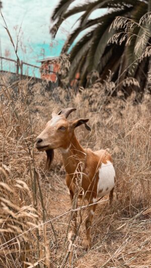 Indy Srinath Instagram - 🐐why I used goats to clear my farm instead of a lawnmower 👇🏾 
🐐The land was initially covered in raspberry bushes, brush, cacti, and mustard grass that’s gone to seed. As much fun as it can be to let grasses go wild, clearing is necessary for crop production and fire prevention in LA. 
🐐I decided to utilize goats from @venturabrushgoats because, unlike using a lawnmower or weed wacker, goats don’t spread seeds around. They digest the plant material and it’s seeds, and poop out fertilizer pellets!
🐐99% of the seeds are destroyed when the goats eat them 
🐐I’m committed to regenerative agriculture, and goats regenerate land  by adding carbon back into the soil 
🐐goats are cuddly 
🐐goats don’t require gas! They’re fueled by the brush that they’re clearing. Yay for less dependence on fossil fuels
🐐 I was able to actually rent these goats, it was more economical for me than buying machinery, and it allowed me to support another business that’s passionate about land stewardship
I hope this inspires you to go out and hug a goat today :) 
.
.
.
.
.
.
.
.
.
.
.
.
#reelitfeelit #reelsviral #farmlife #regenerativeagriculture #farmtotable #goatfarm #goatlover #organicfarming #farmher #growyourownherbs #permaculture #permakultur #incredibleediblefarm #goatsofinstagram #organicfarmer #blackfarmers #farmcore #gardendesign #gardeninspiration #gardengoals