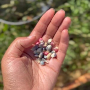 Indy Srinath Instagram - 🌚 🌝 it’s a blue   yellow masa, finger limes, homegrown corn, large avo, heirloom tomato kind of Monday.
What are you guys having for dinner?
.
.
.
.
.
.
.
.
.
.
.
#foodstagram #plantbaseddiet #heirloomtomatoes #masa #filmcommunity #gardeninspiration