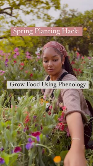 Indy Srinath Instagram - Phenology is simply the observation of the relations between climate   recurring biological events. If you follow your granny’s planting advice, chances are you’re using phenology. 
Here are a few examples of phenology:
✨Plant corn when Oak leaves are the size of a squirrel’s ear
✨When the forsythia is in bloom, plant peas, onion, and lettuce.
✨Look for dandelions to bloom before planting potatoes. 
✨Perennial flowers can be planted when the maple trees begin to leaf out.
✨When the apple blossoms fall, plant pole beans and cucumbers.
Phenology helps you plant crops on time, without the danger of frost and certain pests.
Planting according to phenology is heavily reliant upon which agricultural zone you’re in. It’s easy to look up your ag zone, then search for phenological planting times according to that.
Climate change greatly affects phenology, so I encourage farmers and gardeners to keep their own phenological journal to record changes over time.
Let me know what other phenology you all use for planting! 🤍
.
.
.
.
.
.
.
.
#phenology #organicgardening #gardentips #farmhack #gardenhacks #growingtips #organicfarming #farminggoals #growyourown #farmfresh