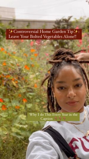 Indy Srinath Instagram - ✨Why I Let My Vegetables Flower
1. what is “going to flower” : I’m referring to annual vegetables “bolting” or shooting up a flower stalk. Seeds follow the flower stalk, so many call this “going to seed”
2. It’s usually my responsibility that they went to flower (they get tough and bitter when they flower, so most don’t eat them at this stage). It’s either because I crowded, planted a cold favoring crop too late in season, or the soil was poor.
3. I can turn my “mishaps” into magic. Most ‘perfect’ gardeners will never see a carrot seed. If you let a couple of bolted/ gone to seed vegetables live out their time in the garden, you can collect seeds that you otherwise wouldn’t have access to.
4. Your plant’s flowers make incredible “companion plants”. So let’s say you pull up 2/4 bolted broccoli plants, and replant later in the season. You’re literally creating the perfect succession companion plant. Bugs that sense the weaker veg will go for your flowering plant, and beneficial pollinators attracted to the flowers will arrive. Your newly planted alternatives will be ushered in by their community in harmony.

What do you think of this method?

.
.
.
.
.
.
.
.
.
.
.
#gardendesign #gardenhacks #farmtotable #growyourownfood #gardeninspiration #gardenideas #diyprojects #diygarden #gardenstyle #gardening #farmtips