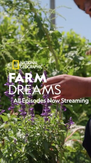 Indy Srinath Instagram - 🍿 NOW STREAMING !
my friends! I can’t believe the day is here! All episodes of #farmdreams are streaming on @hulu   @disneyplus  and of course you can catch it on @natgeowild .
I’m so proud of all of the farmers I encountered, and I can’t wait to share more BTS photos and stories episode by episode.
I’ll do a q a just for you all, so feel free to drop any questions you have about the show below!
If this show inspires you, please save this post, stream it through the day, and share with your community of growers.
Life is but a #farmdream. ☁️🍅✨
.
.
.
.
.
.
.
.
#organicfarming #farmvideofriday #farmlife #farmertofollow #modernfarmer #homesteadlife #homesteading #farmfresh #foraging #fyp